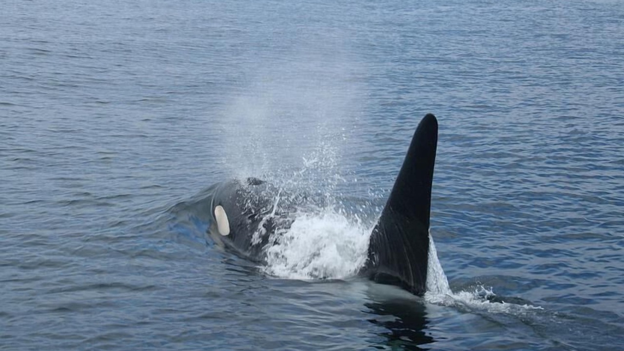 Photo of Others in Port Renfrew