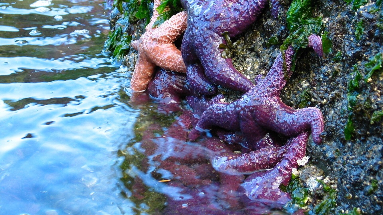 Photo of Others in Pender Island