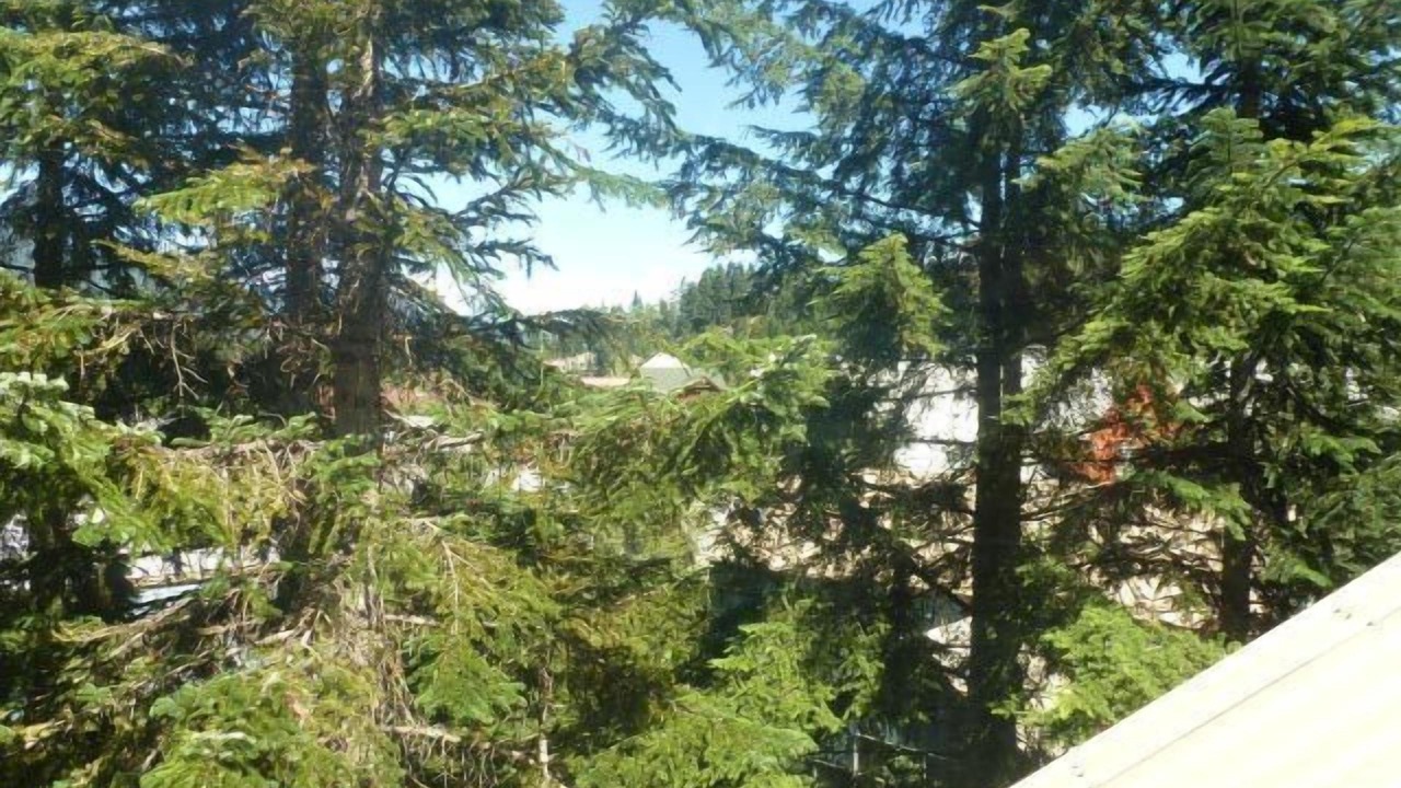 Photo of Others in Whistler Creekside
