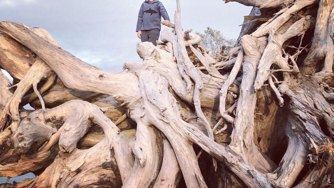 Photo of Others in Port Renfrew