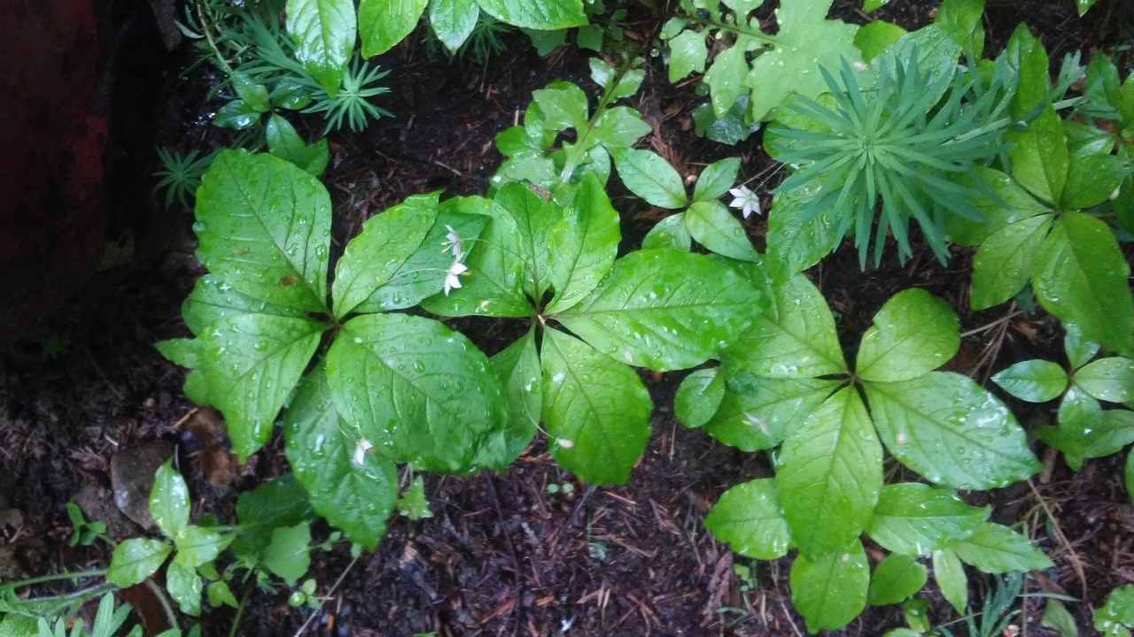 Photo of Outdoor in Cordova Bay