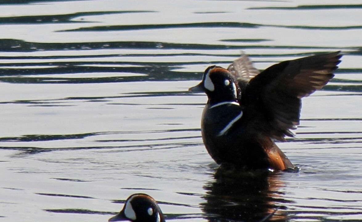 Photo of Others in West Sechelt