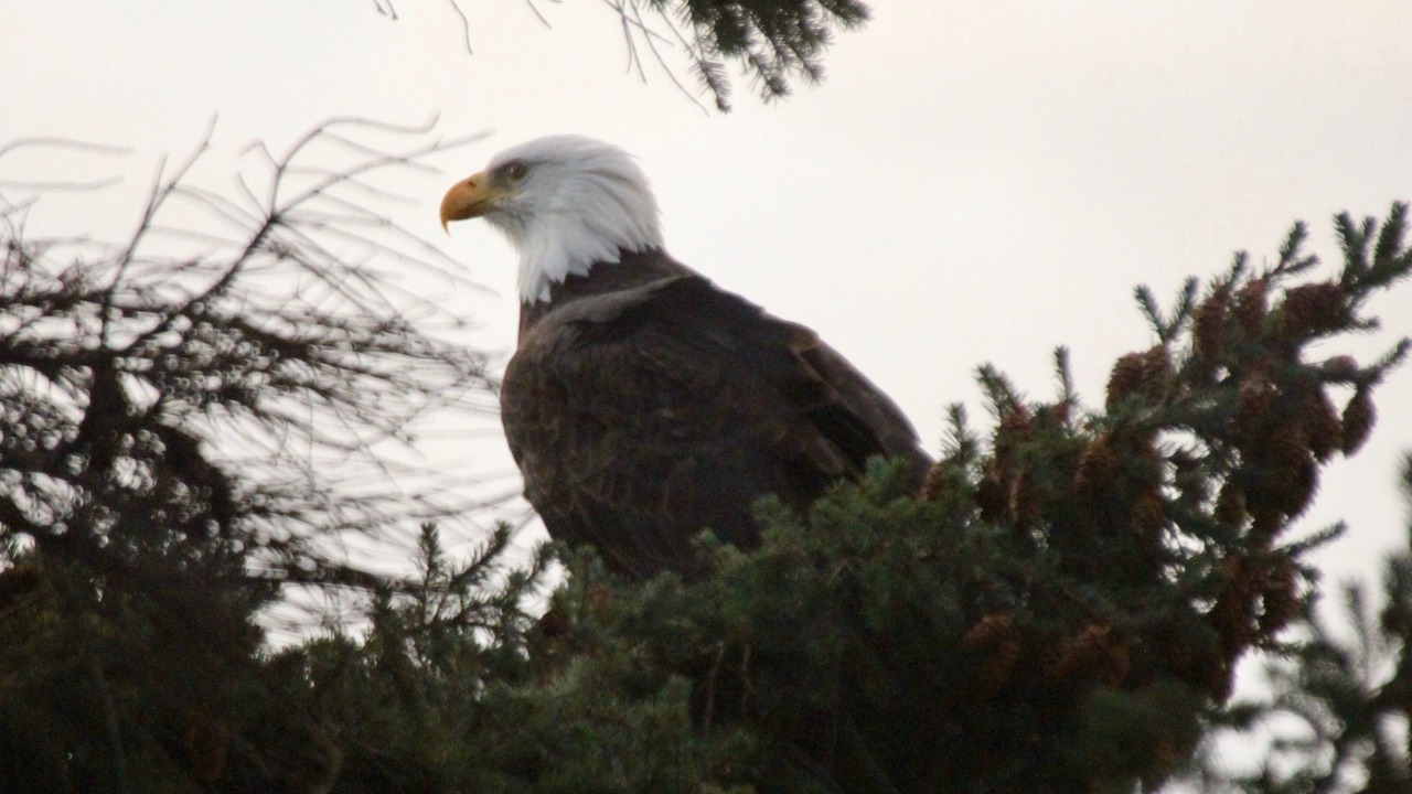 Photo of Outdoor in West Sechelt