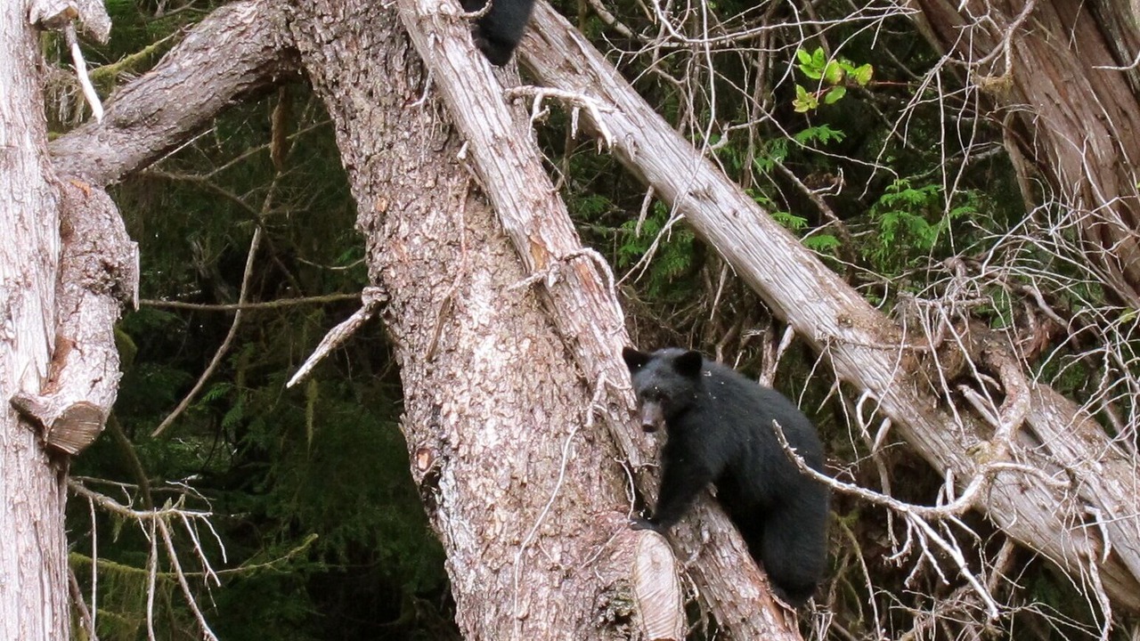 Photo of Others in Tofino