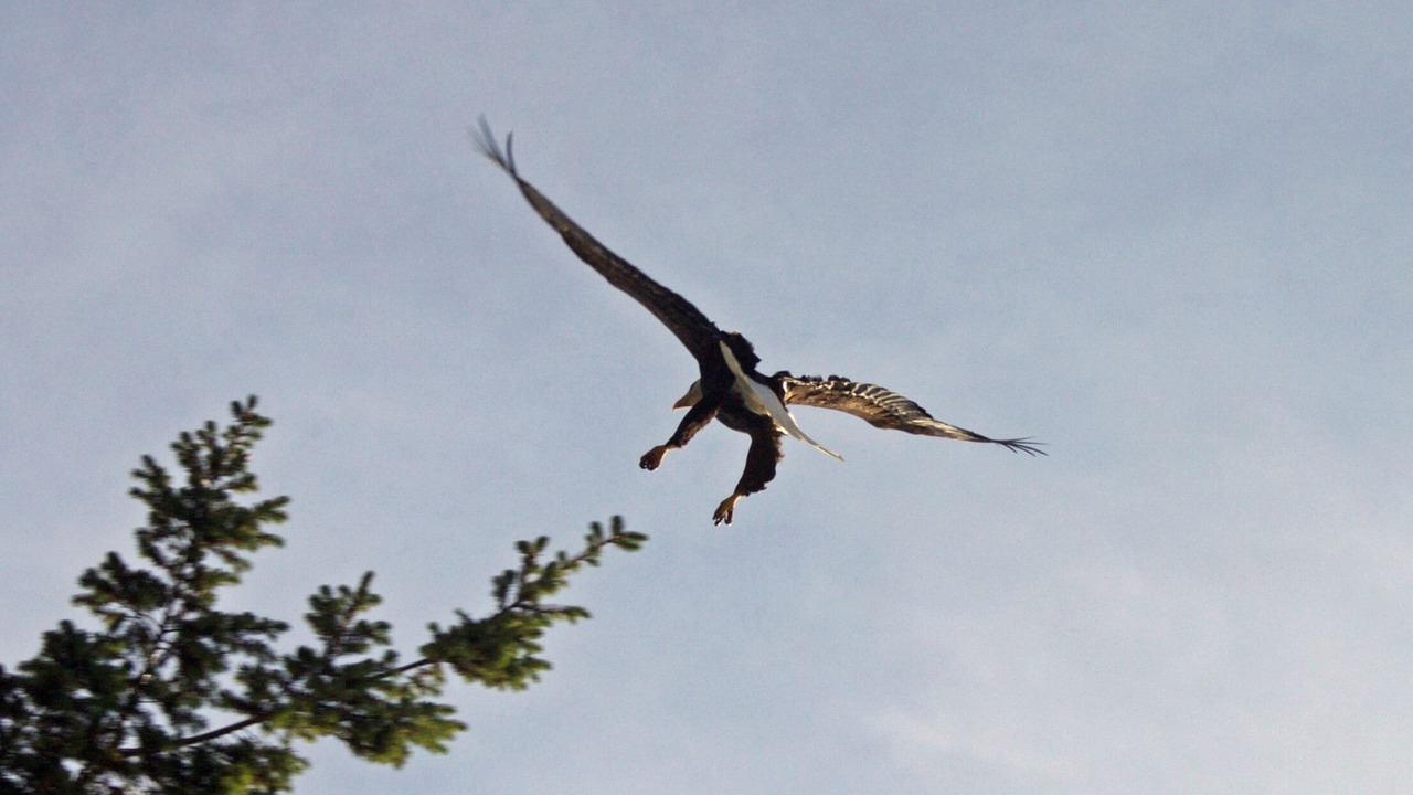 Photo of Others in Port Renfrew
