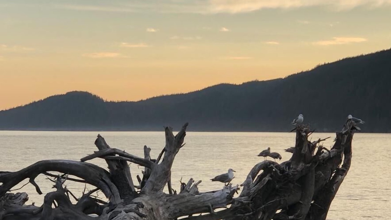 Photo of Others in Port Renfrew