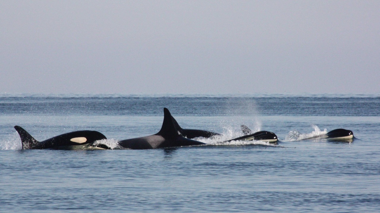 Photo of Others in Sturdies Bay