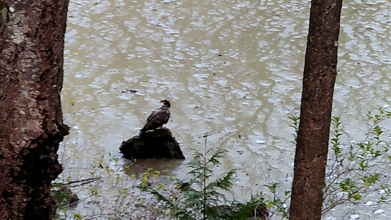 Photo of Others in Madeira Park
