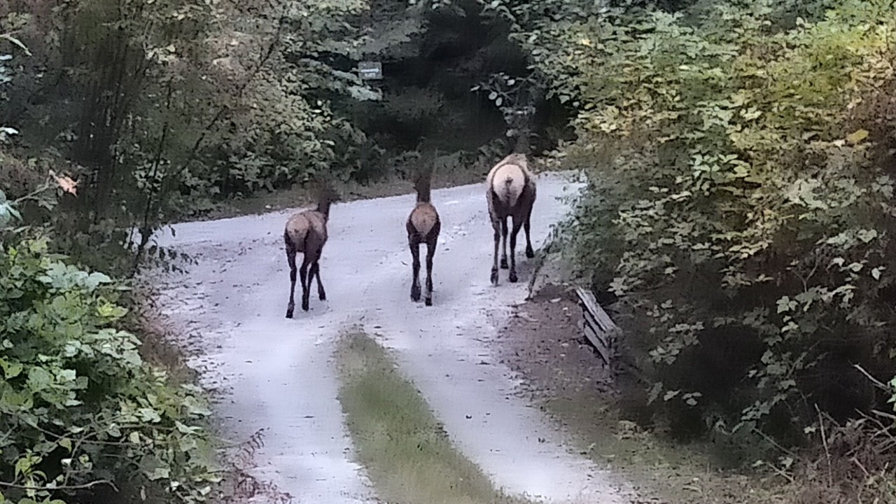 Photo of Others in Madeira Park