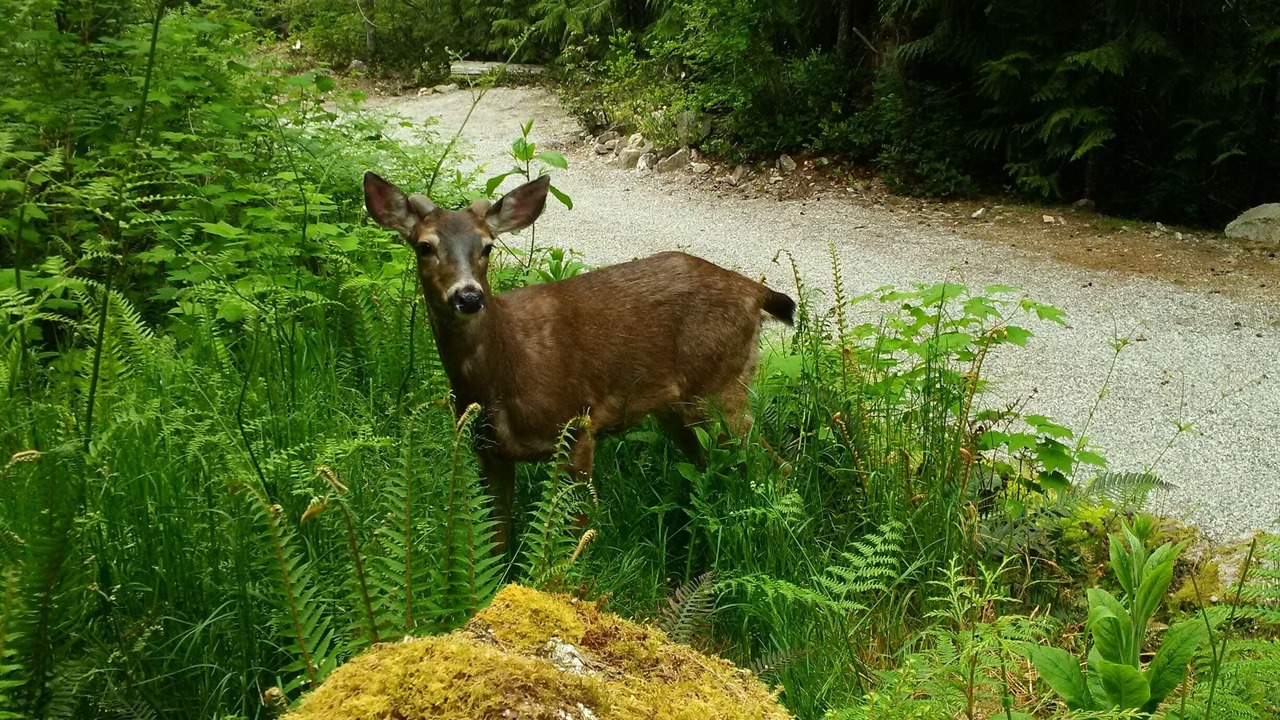 Photo of Others in Madeira Park