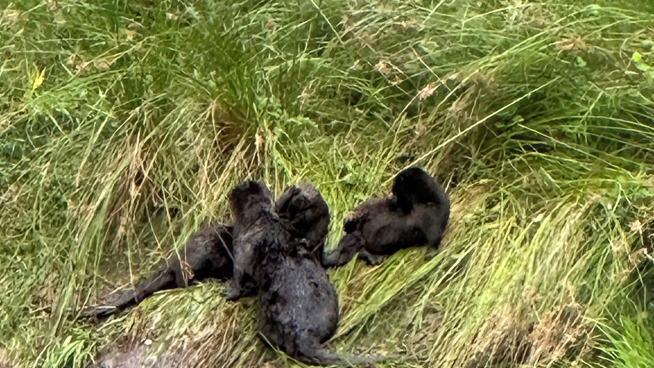 Photo of Others in Denman Island