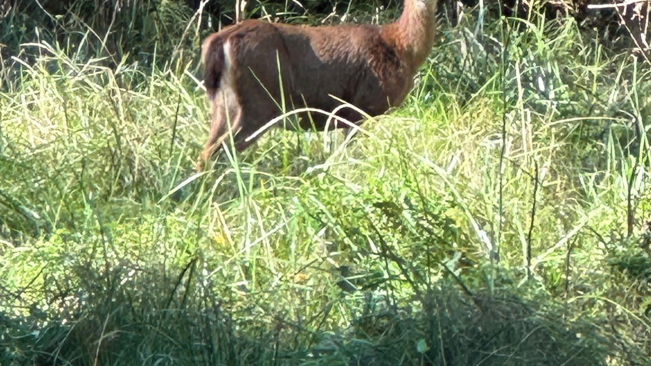 Photo of Others in Denman Island