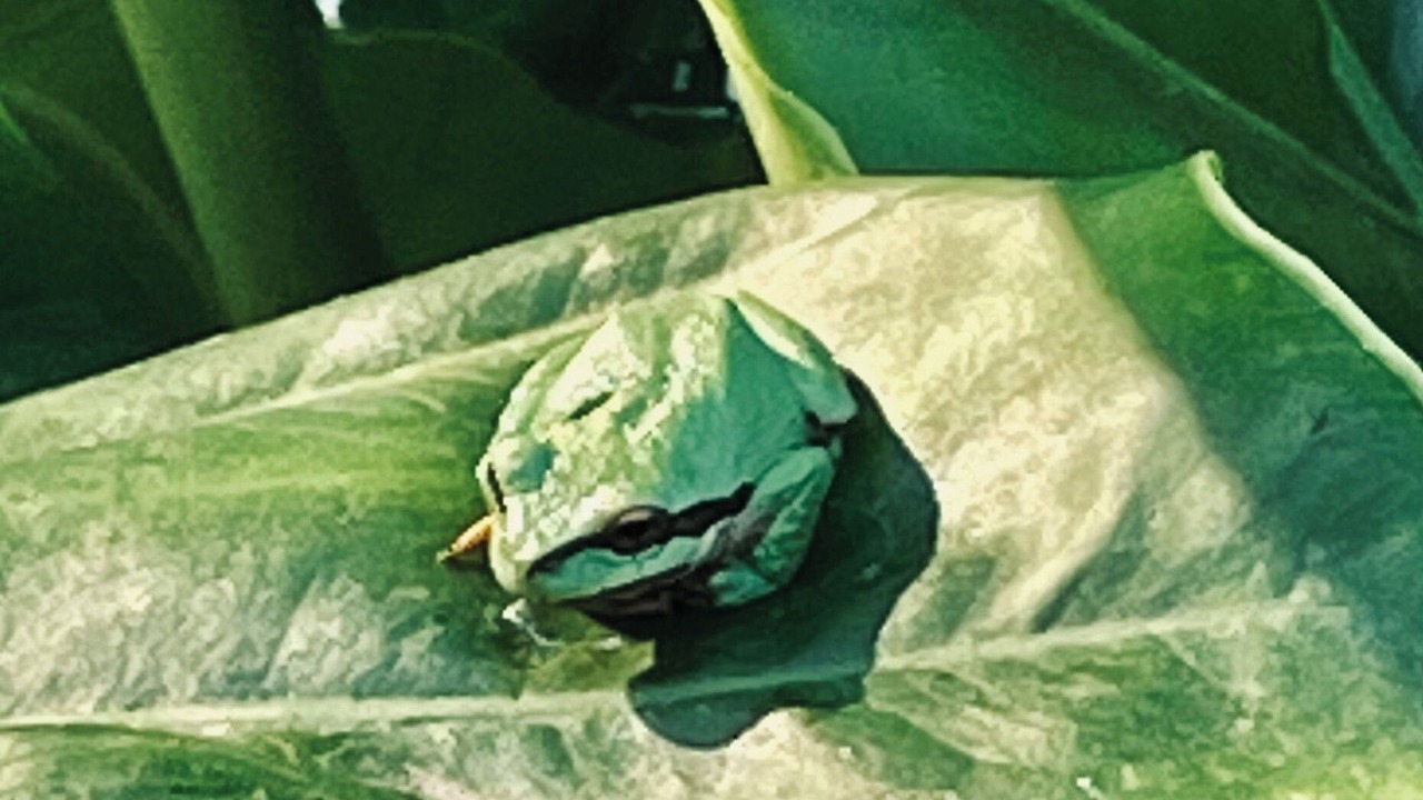 Photo of Others in Salt Spring Island