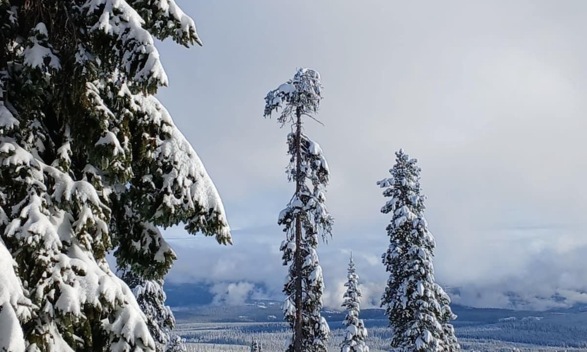 Photo of Others in Snow Pine Estates