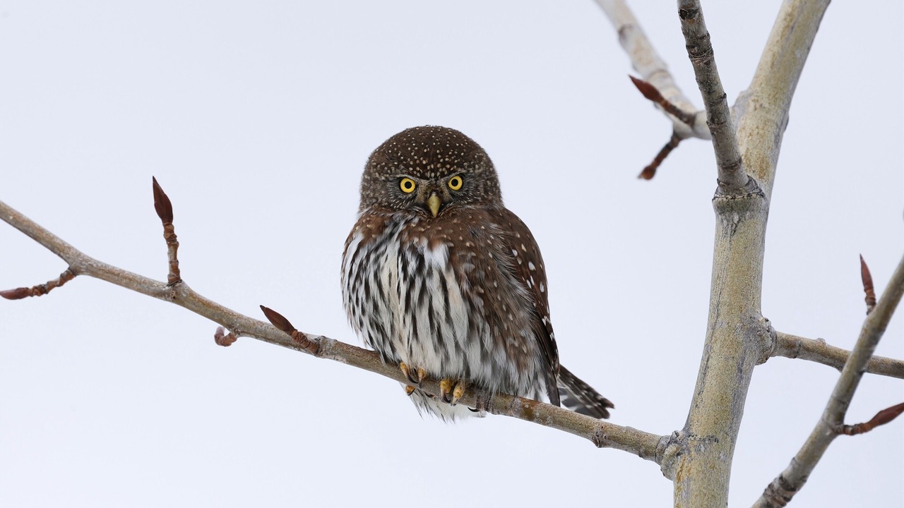 Photo of Others in Revelstoke