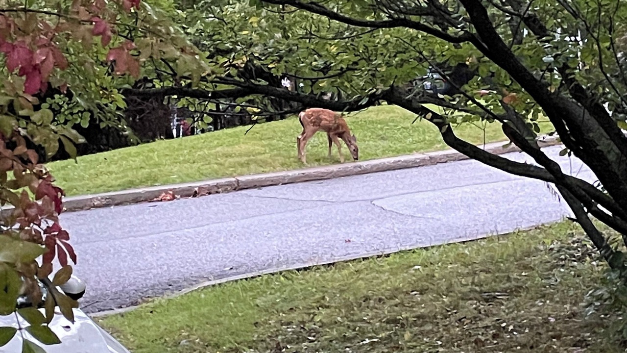 Photo of Outdoor in North Hatley