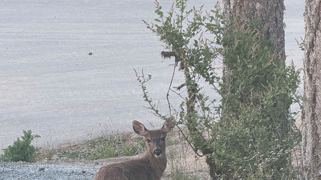 Photo of Others in East Sooke