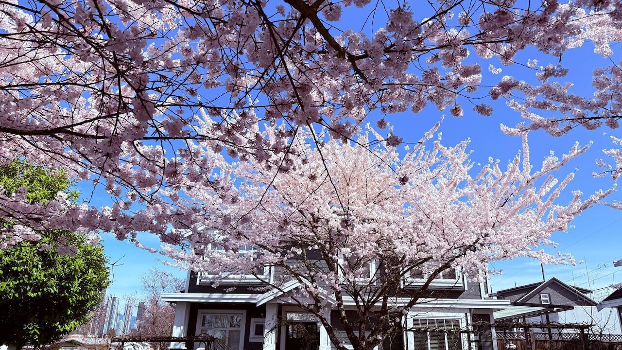 Photo of Outdoor in Renfrew-Collingwood