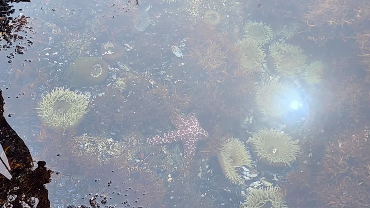Photo of Others in Kyuquot