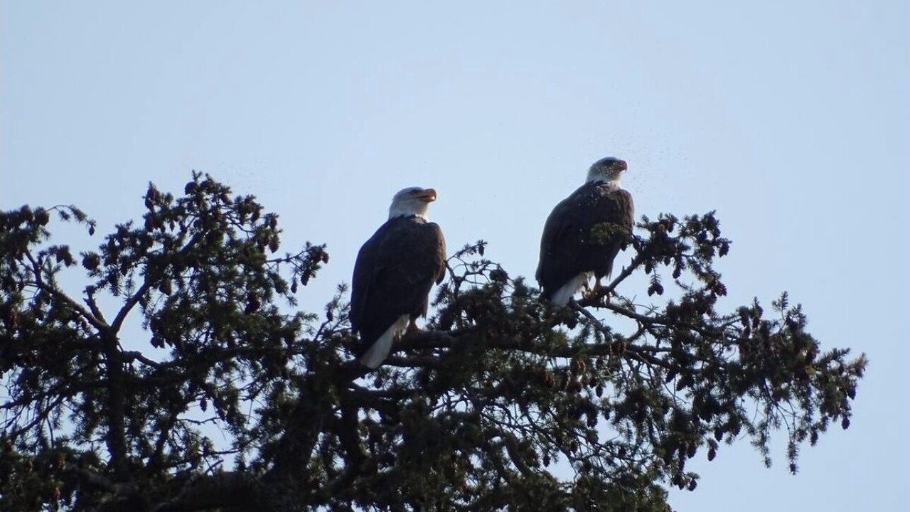 Photo of Others in North Oyster