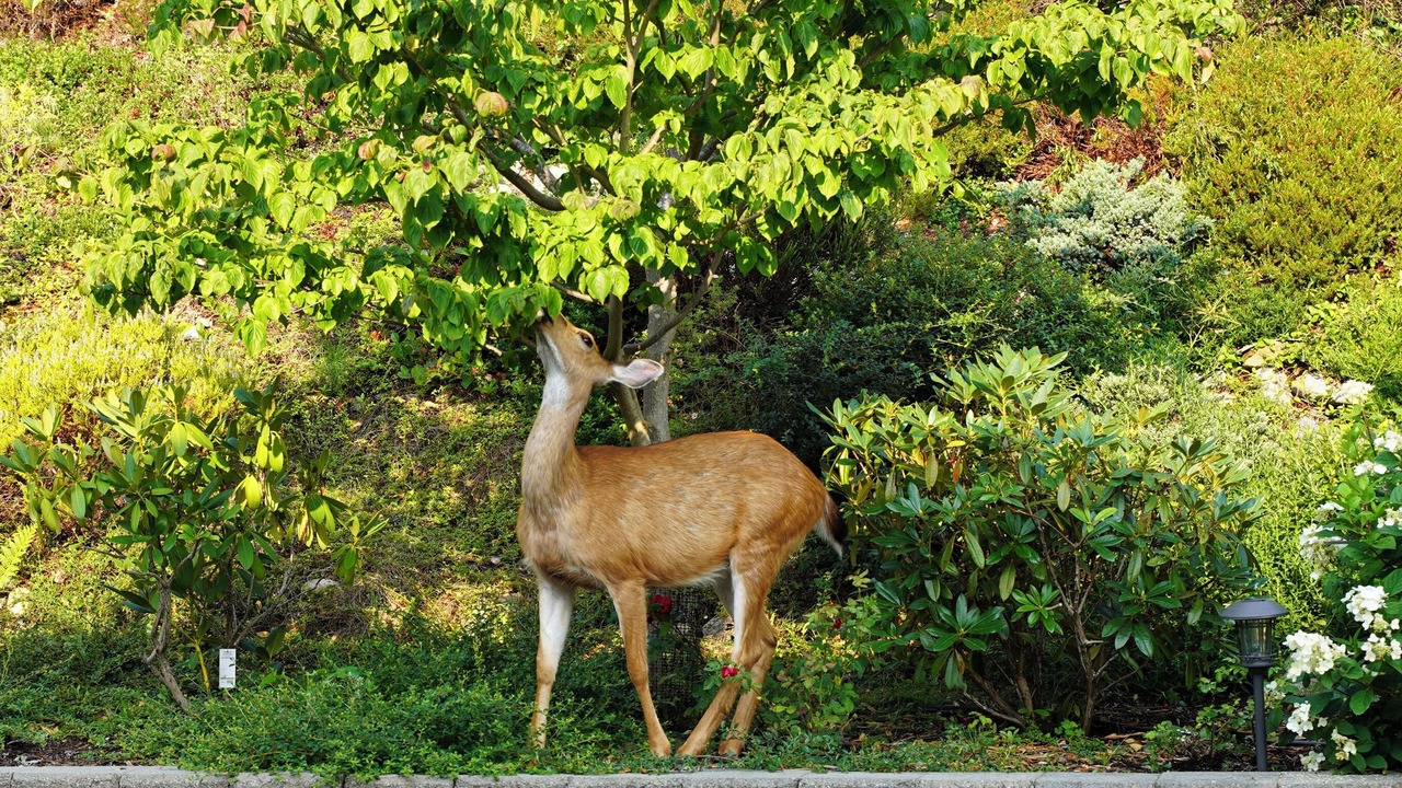 Photo of Outdoor in Gibsons