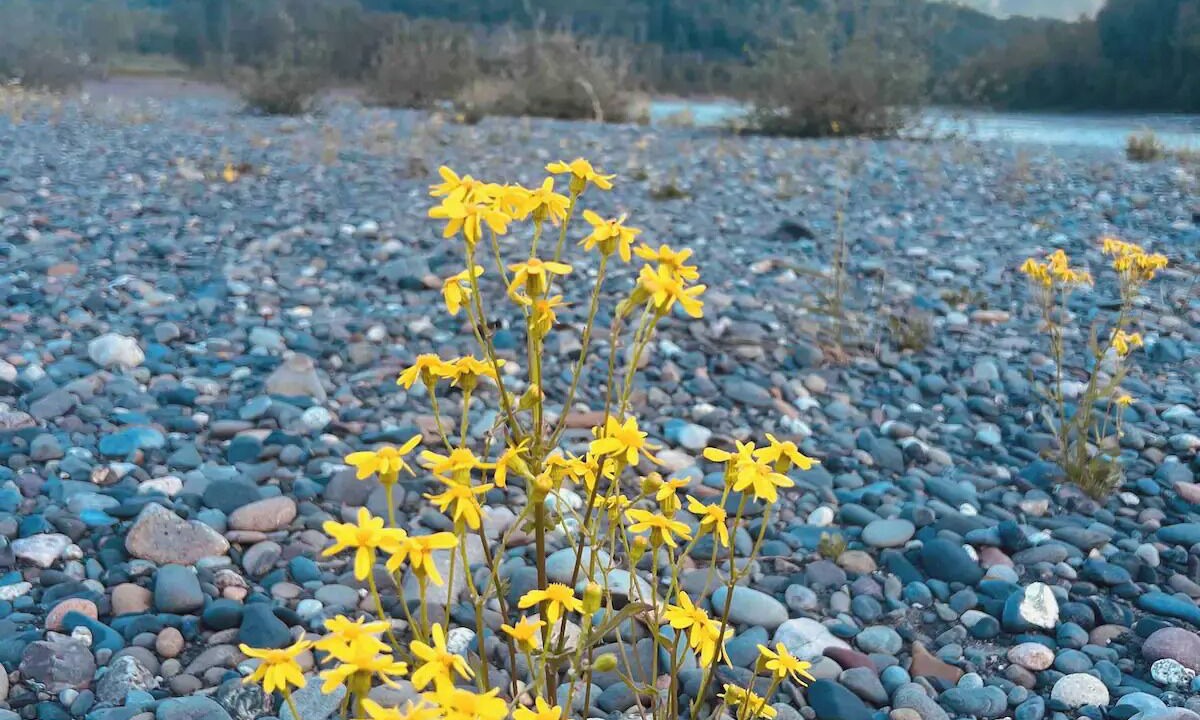 Photo of Others in Regional District of Kitimat-Stikine