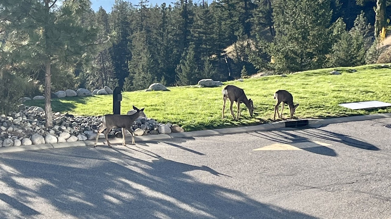 Photo of Outdoor in Central Okanagan