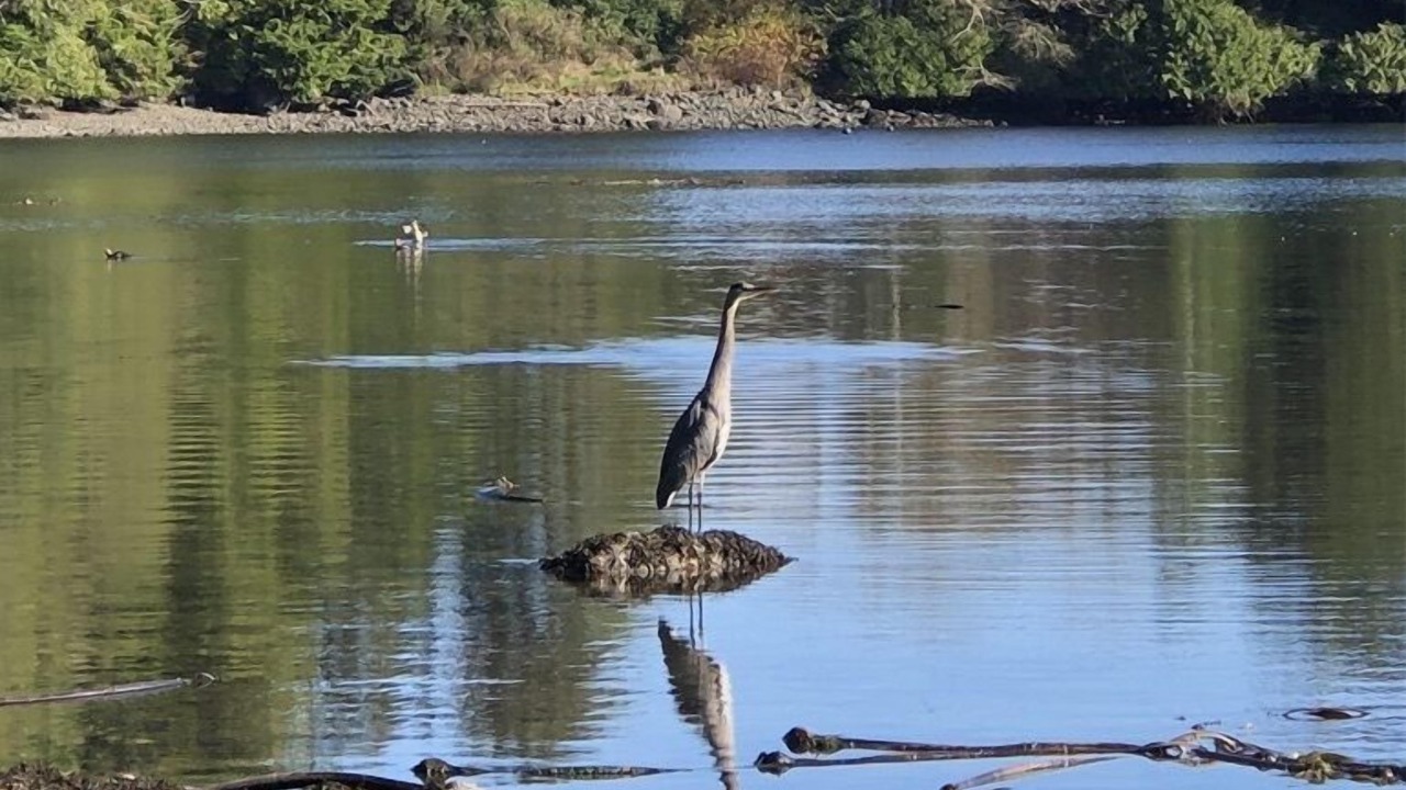 Photo of Others in Ucluelet