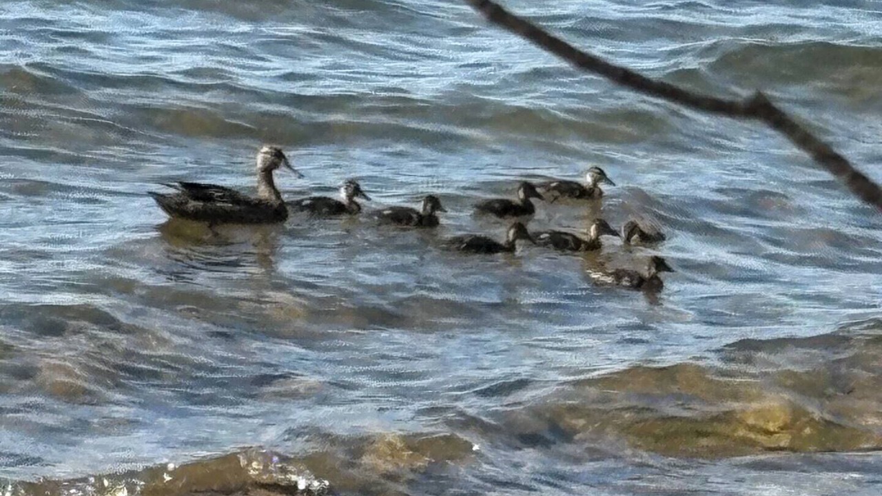 Photo of Others in East Lake Ainslie