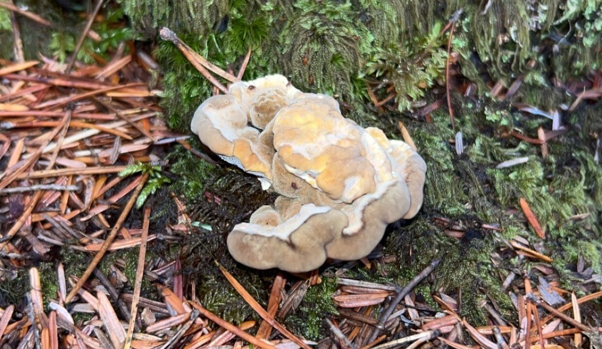Photo of Others in Lakelse