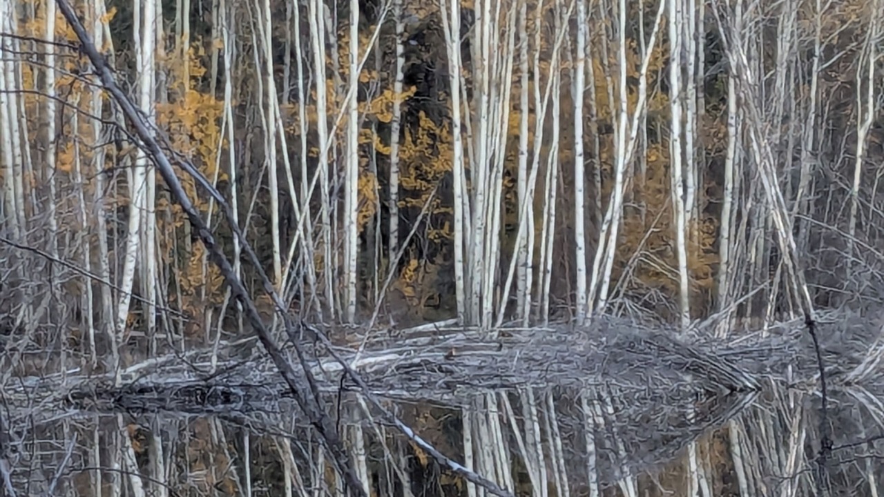 Photo of Others in Whitehorse
