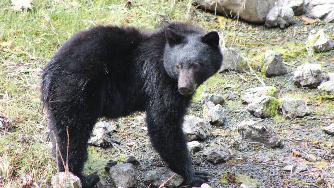 Photo of Others in Ucluelet