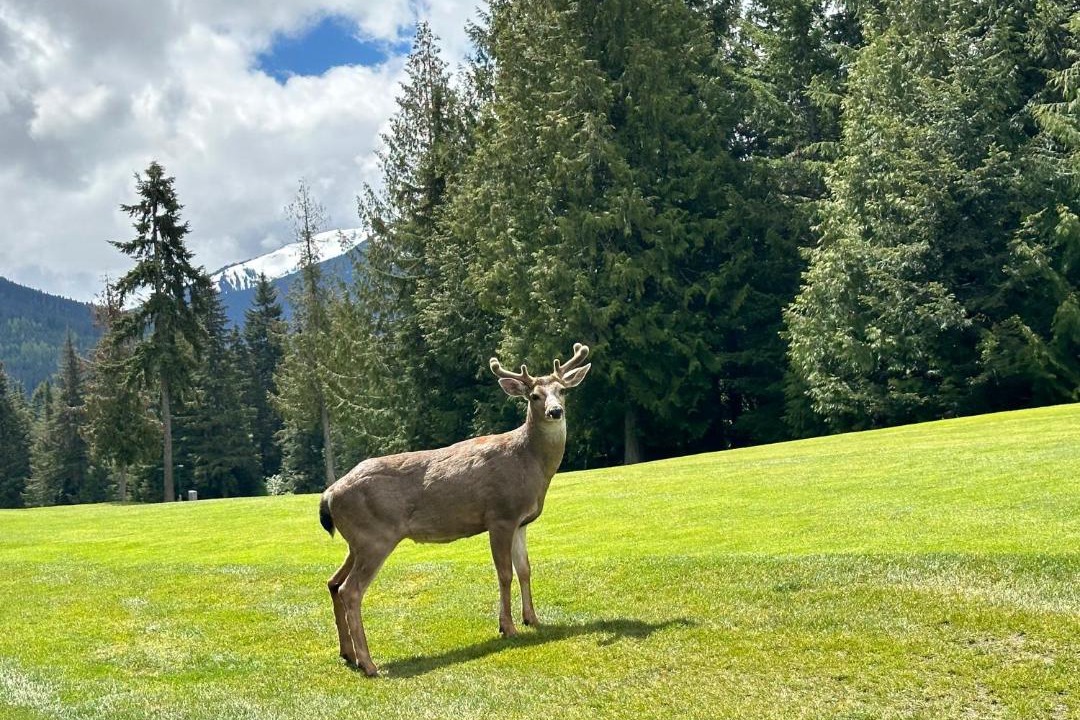 Photo of Others in Blackcomb