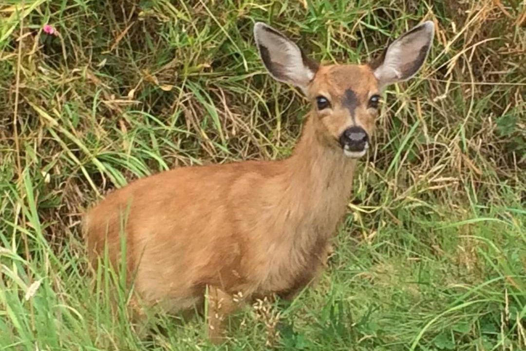 Photo of Others in Bowen Island