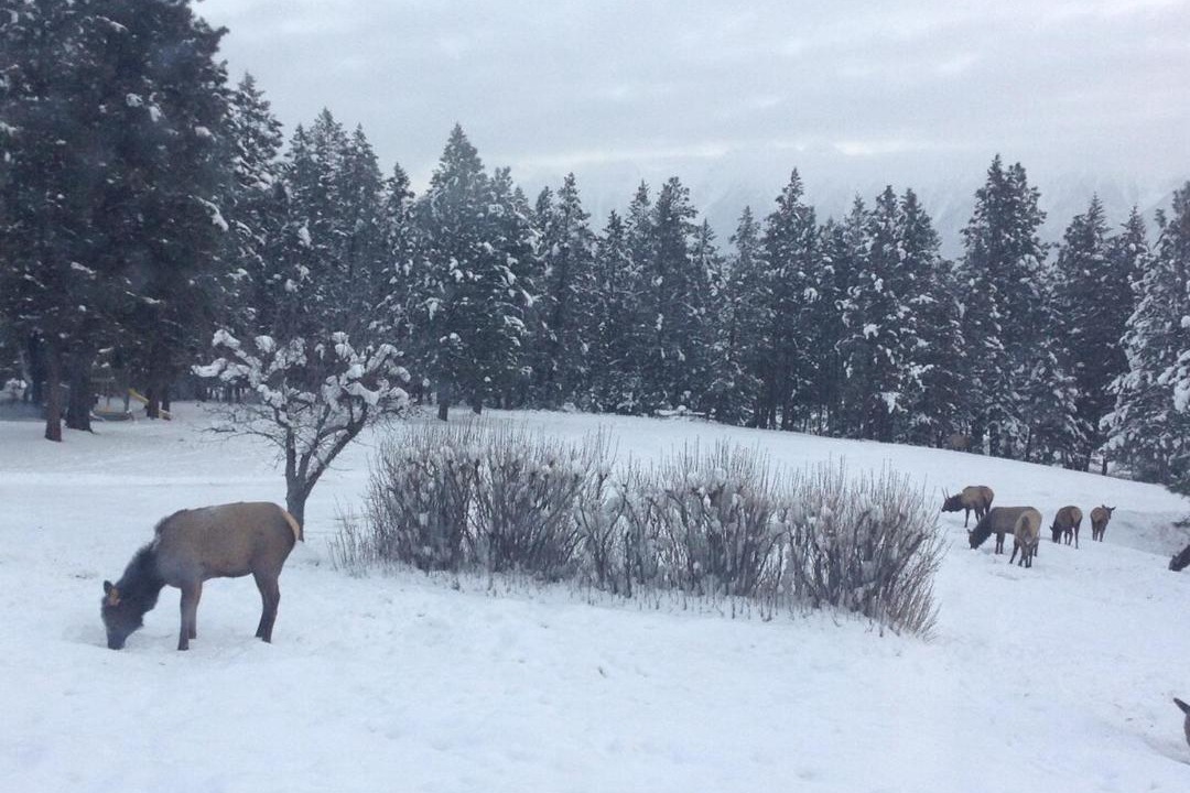 Photo of Others in East Kootenay