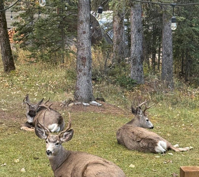 Photo of Others in Bragg Creek