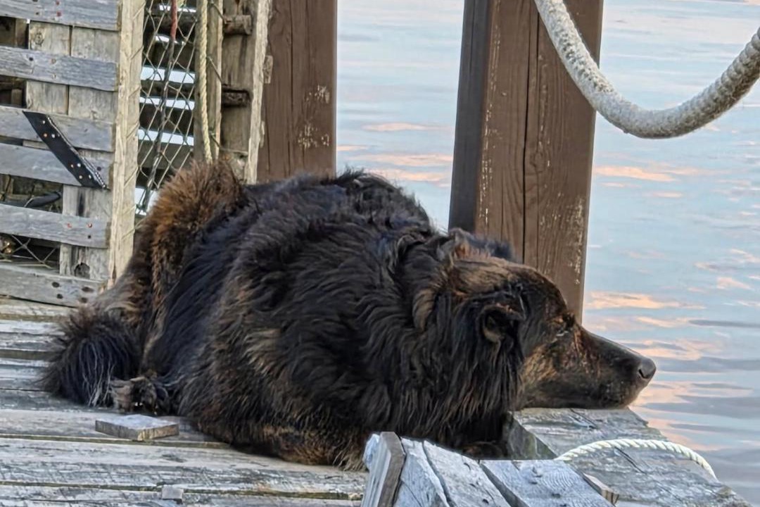 Photo of Others in Ketch Harbour