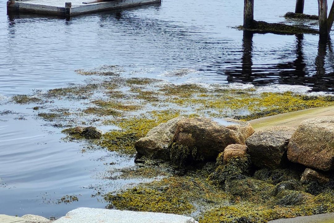 Photo of Others in Ketch Harbour
