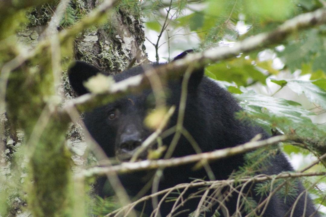 Photo of Others in Port Alberni