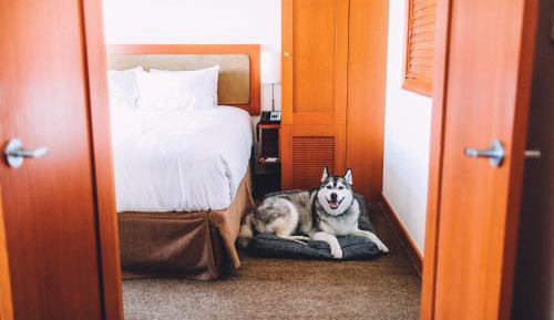 One Bedroom Lower Floor Suite