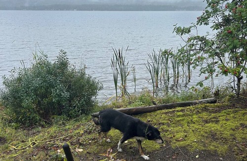 Lakelse Cabin | Cozy Semi-Off Grid waterfront Cottage with spacious property - Pet Friendly